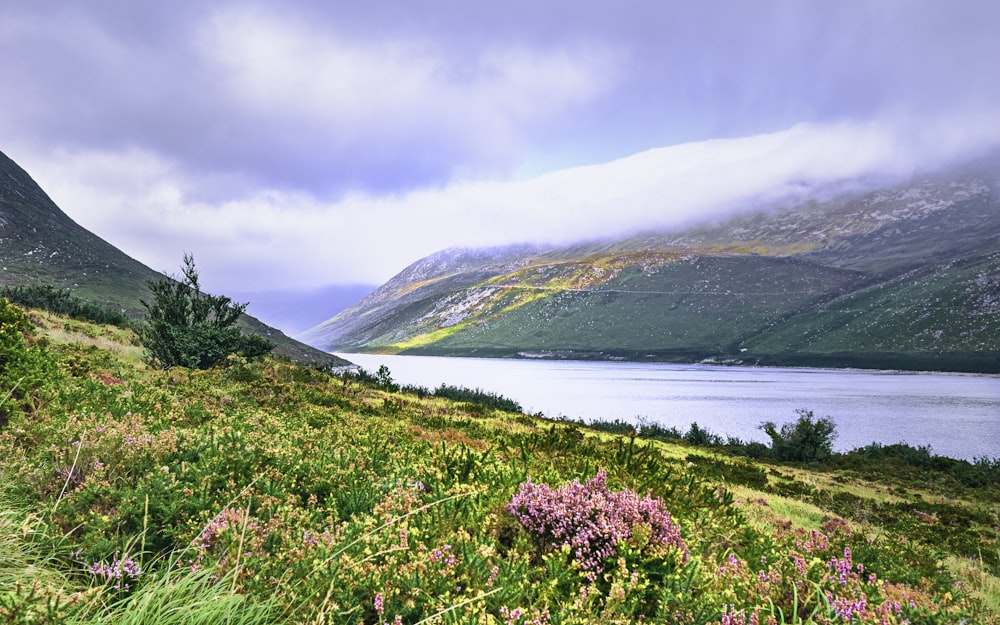 purple flower field near lake during daytime