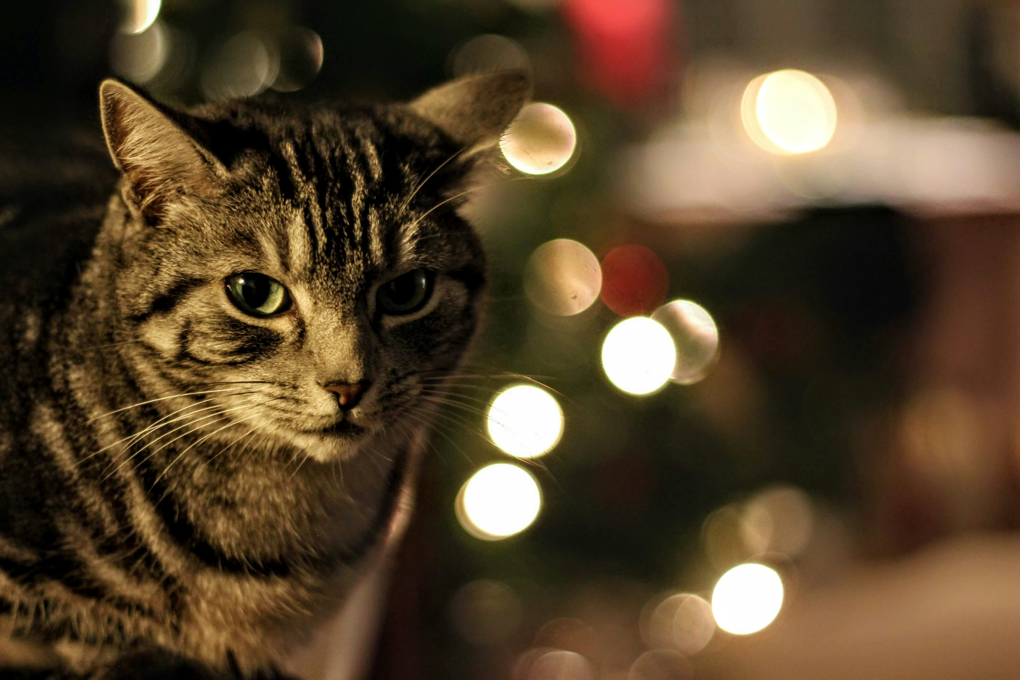 Merry Christmas You Filthy Animal: Funny & Heartfelt Wishes