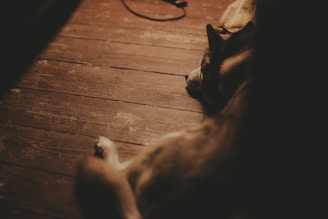 A cozy scene showing a happy dog surrounded by carefully chosen dog products on a wooden floor.