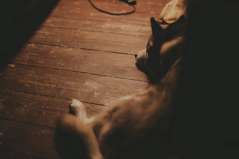 Close-up of a beautifully sanded wooden floor with a happy dog lying comfortably on it.