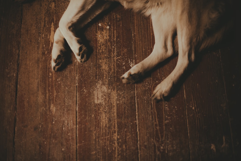 white and black short coated dog lying on brown wooden floor