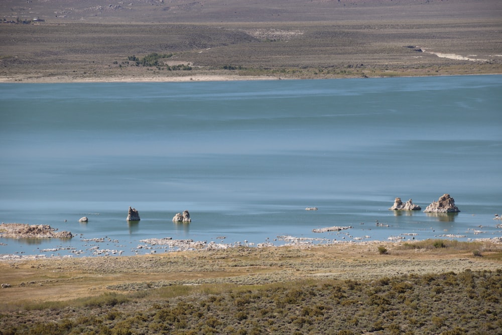 birds on shore during daytime