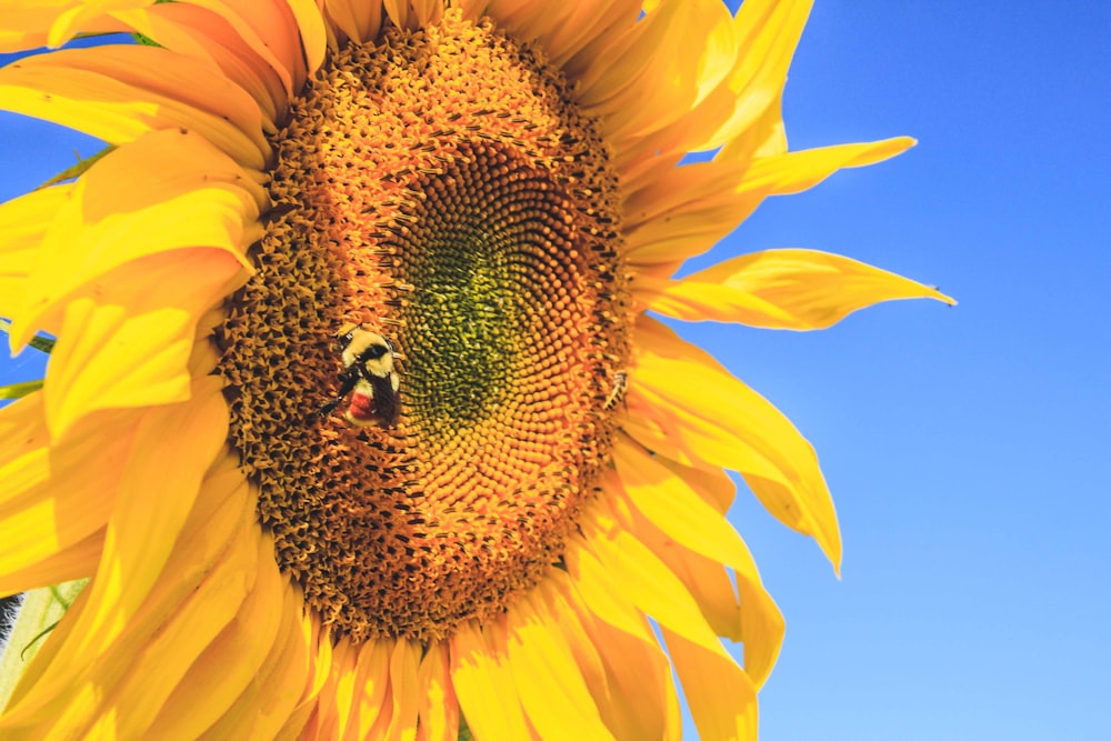 yellow sunflower under blue sky during daytime