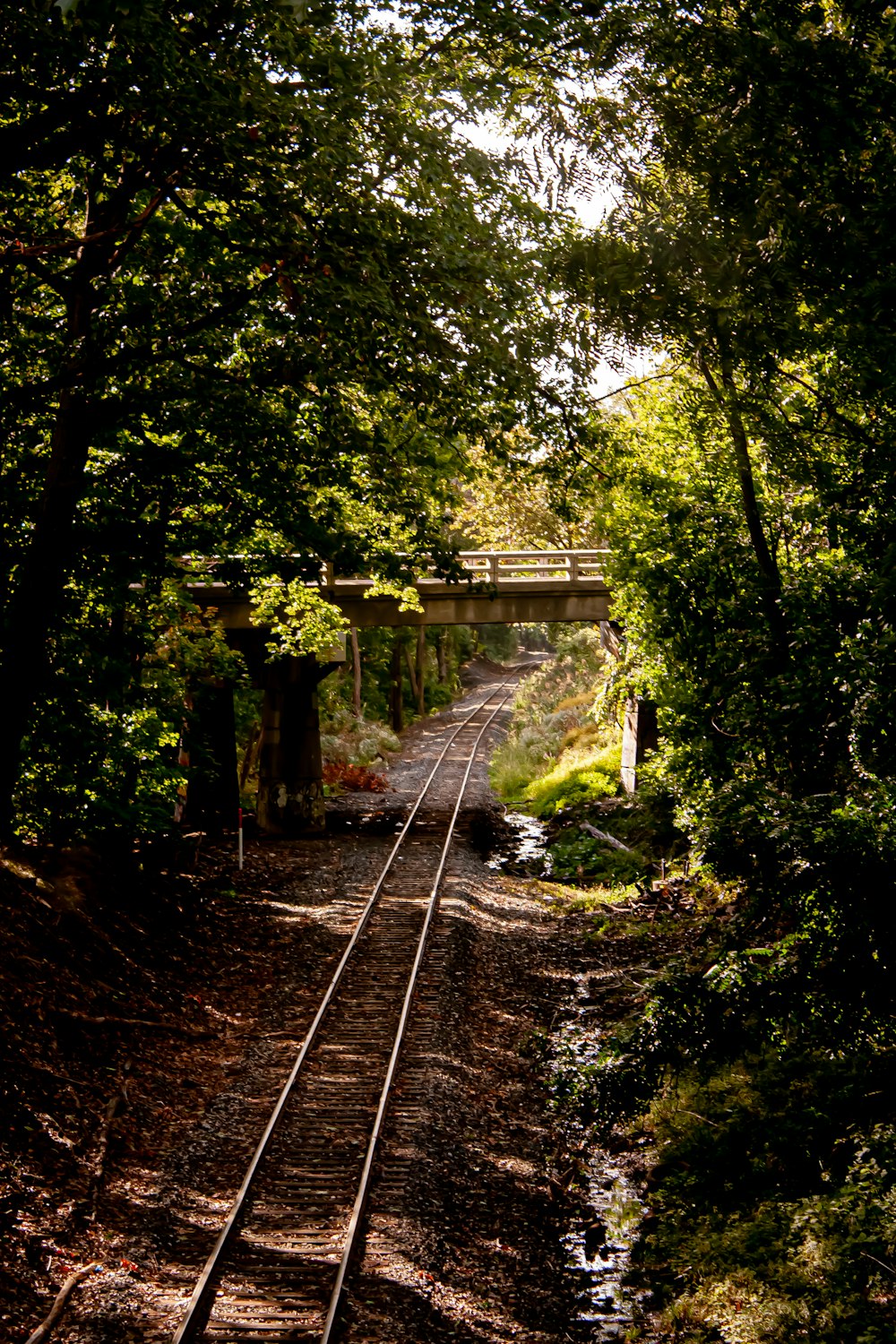 train rail in the forest