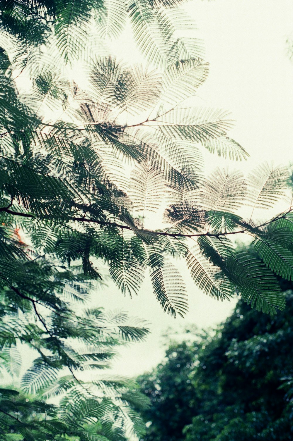 green palm tree during daytime