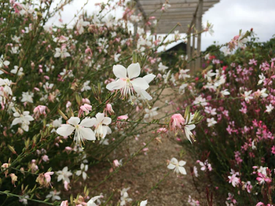 A cozy garden corner featuring soft beige and light rose flowers with winding paths.