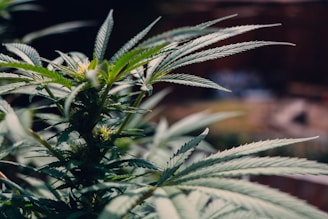A close-up view of a cannabis plant with elongated, serrated leaves radiating from the stem. The plant is in focus, with green being the dominant color, and the background is blurred, highlighting the details of the leaves and their texture.