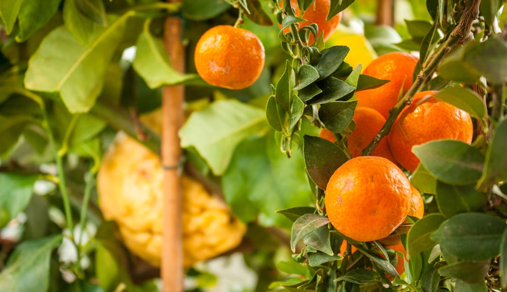 Tagsüber Orangenfrüchte am Baum