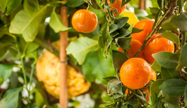 Orange fruit on tree during daytime