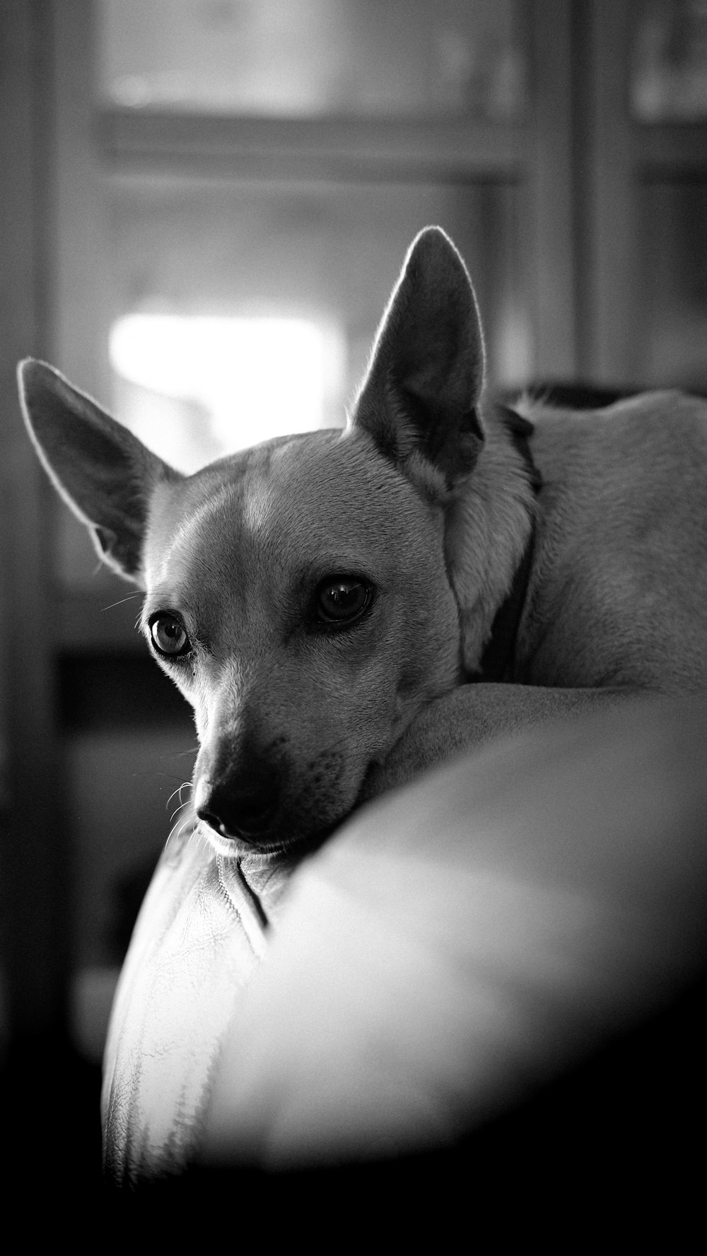 grayscale photo of short coated dog lying on bed