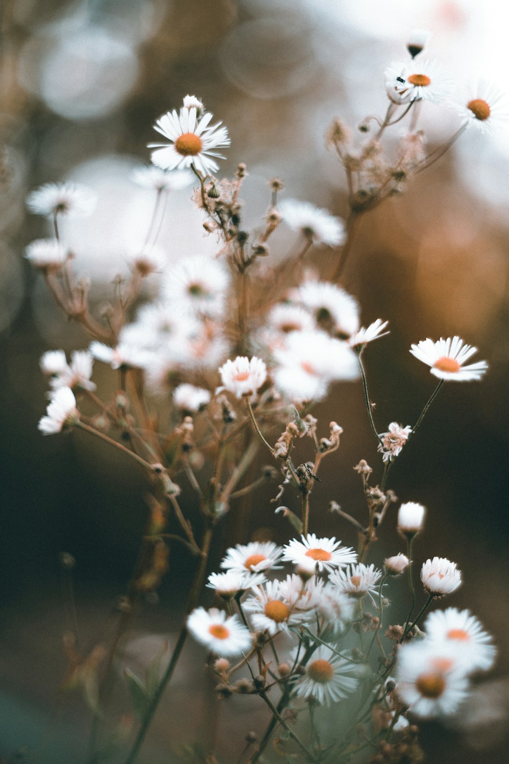 white flowers in tilt shift lens