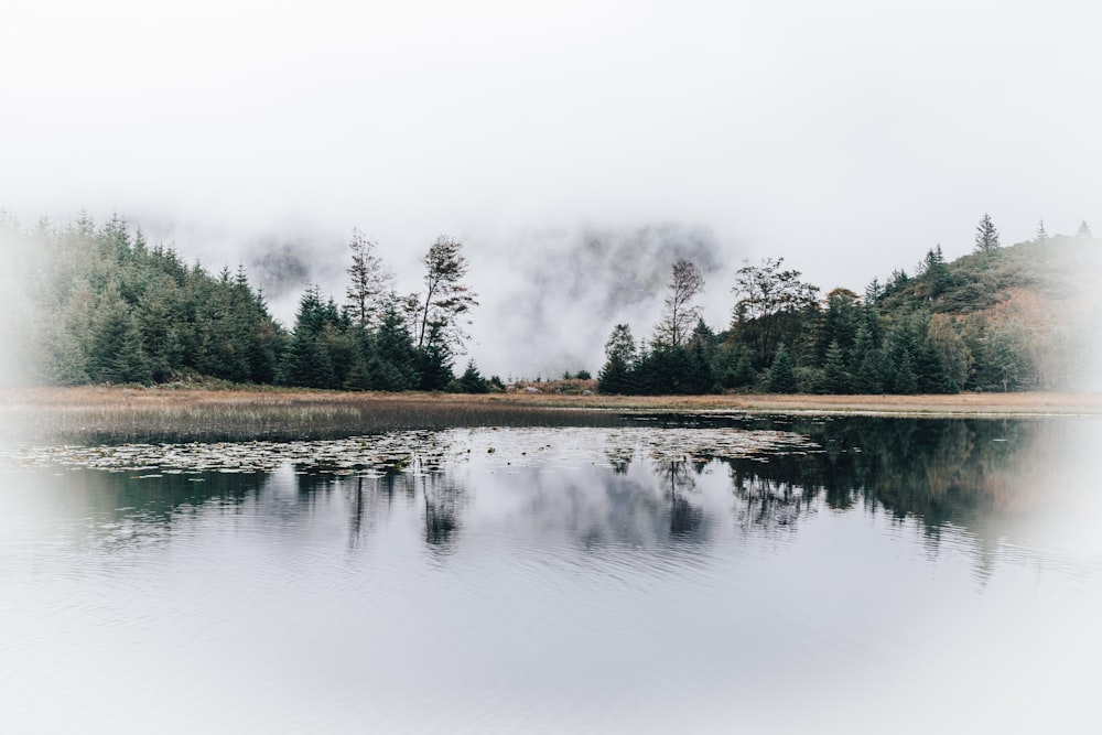 green trees beside lake under white sky during daytime