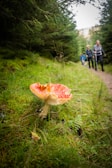 A lively group photo after a mushroom hunting event in the Swiss Alps.