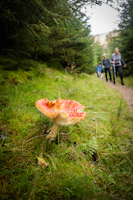 Group of people examining mushrooms during a guided outdoor workshop at Finca Liana.