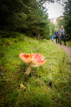 A vibrant red-capped mushroom with white spots grows amidst lush green grass and ferns in a forested area. In the background, three people are hiking along a dirt path, surrounded by tall evergreen trees.