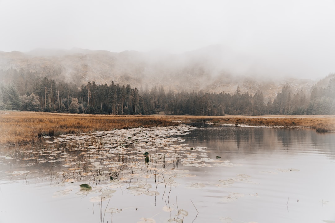 brown grass near body of water during daytime