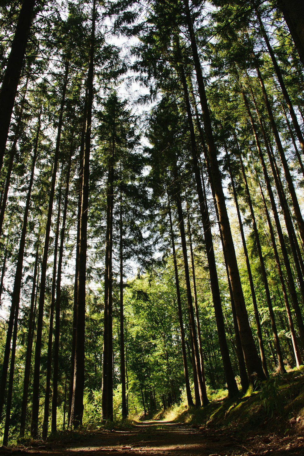 green and brown trees during daytime