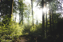 green trees and plants during daytime