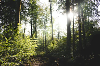 green trees and plants during daytime