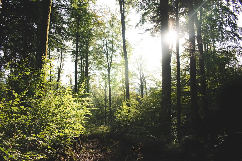 green trees and plants during daytime