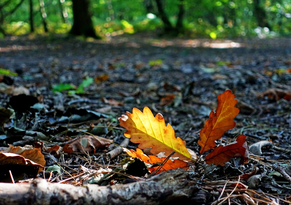 brown maple leaf on ground