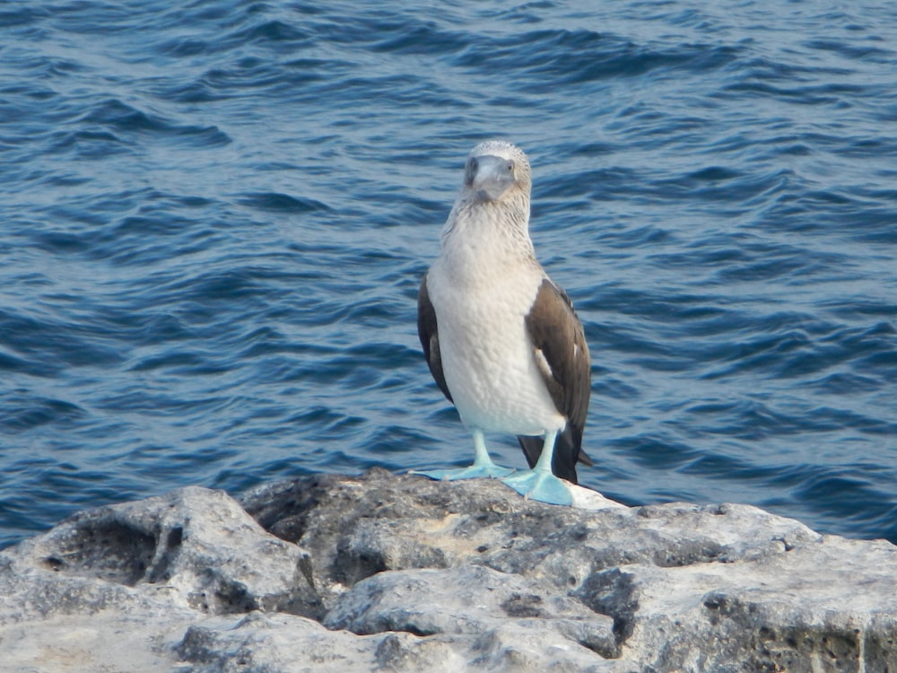 white and black bird on gray rock near body of water during daytime