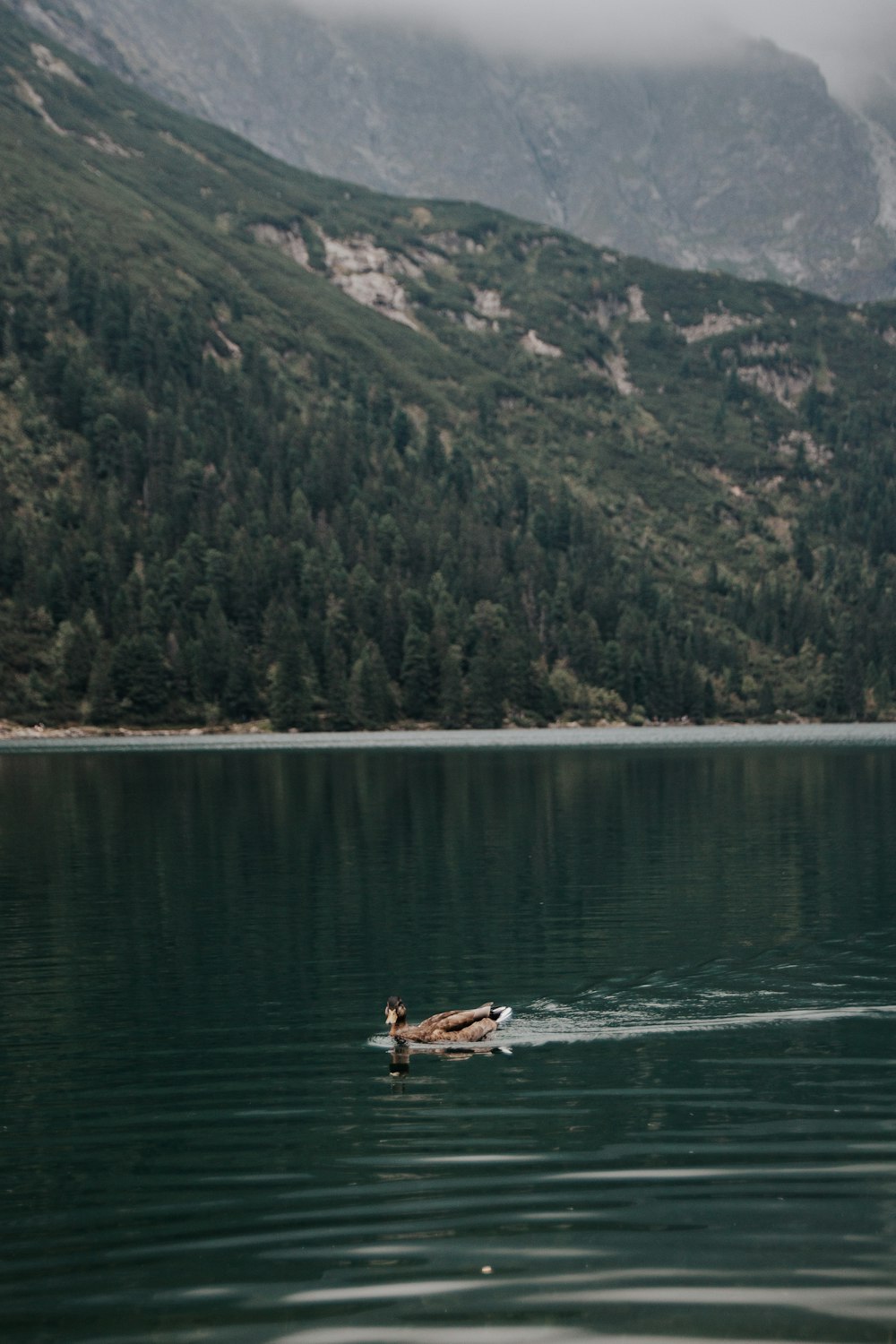 white and brown boat on water near green mountain during daytime