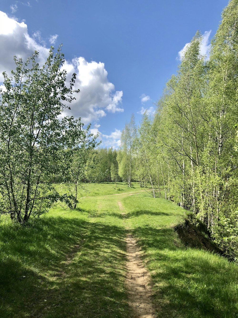 green grass field and trees under blue sky during daytime