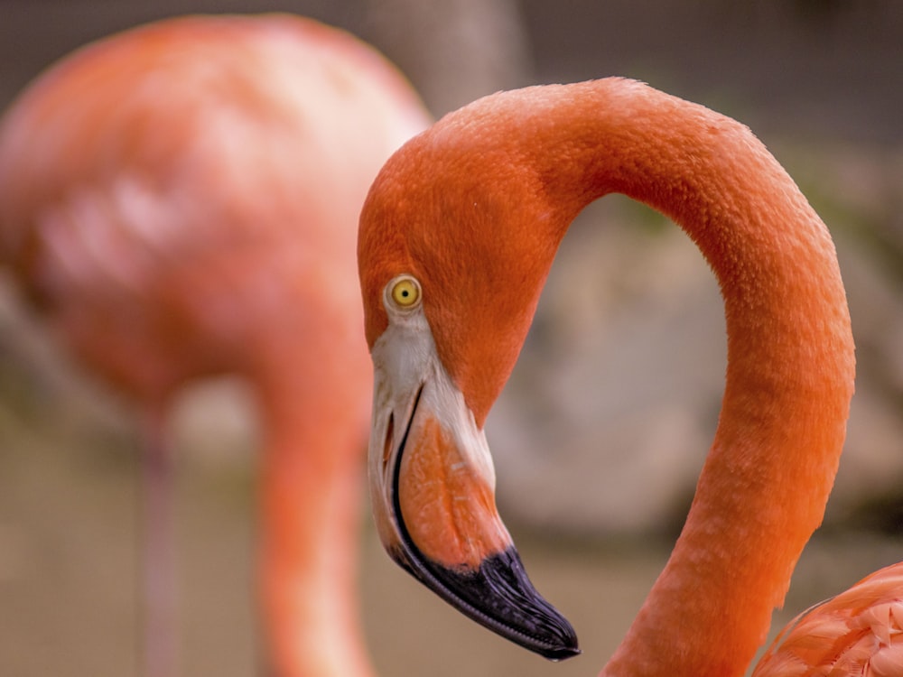 pink flamingo in close up photography