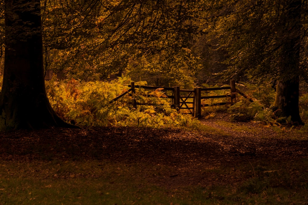 brown wooden fence near brown trees during daytime