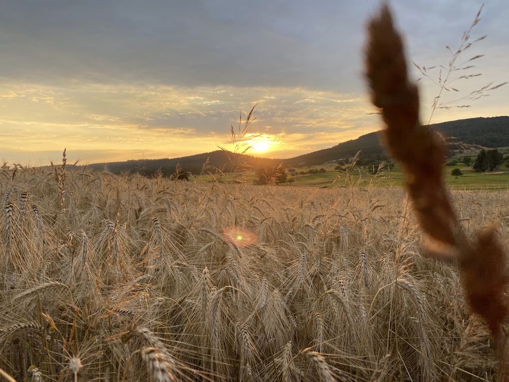 brown grass field during sunset