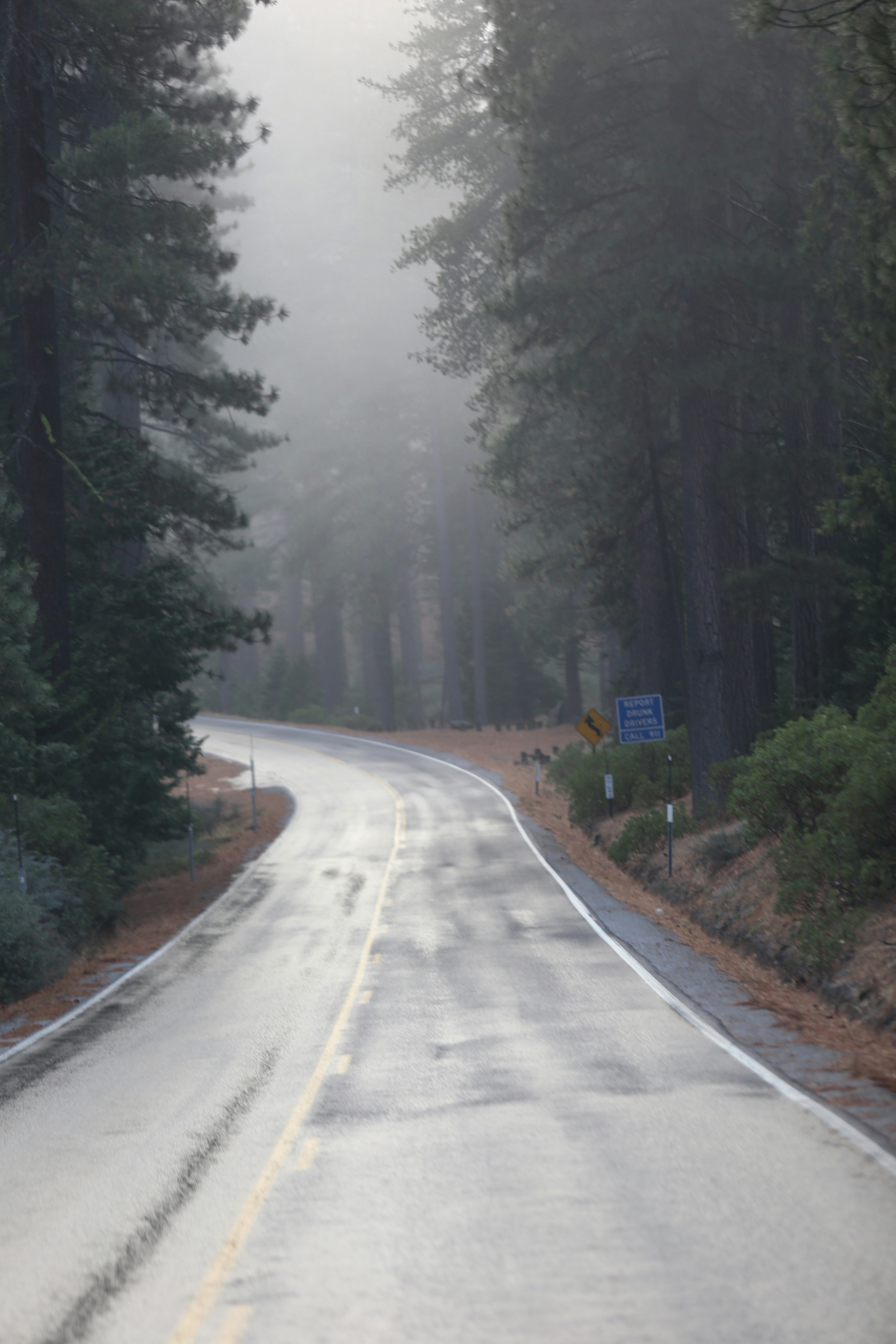 gray concrete road between green trees during daytime