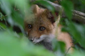 A fox cautiously peeking from behind bushes, representing wildlife we address.