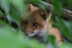 A close-up of a red fox peeking through dense underbrush, its eyes bright and curious.
