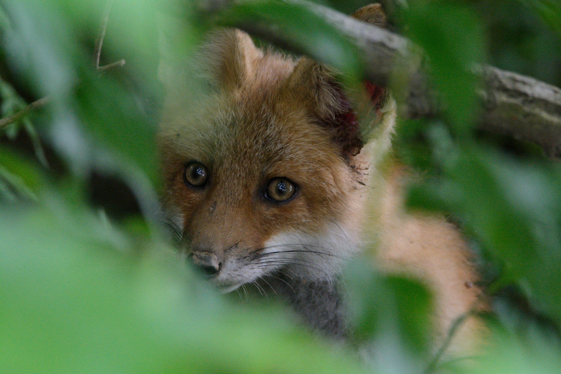 A close-up shot of a vibrant red fox peering curiously through autumn leaves.