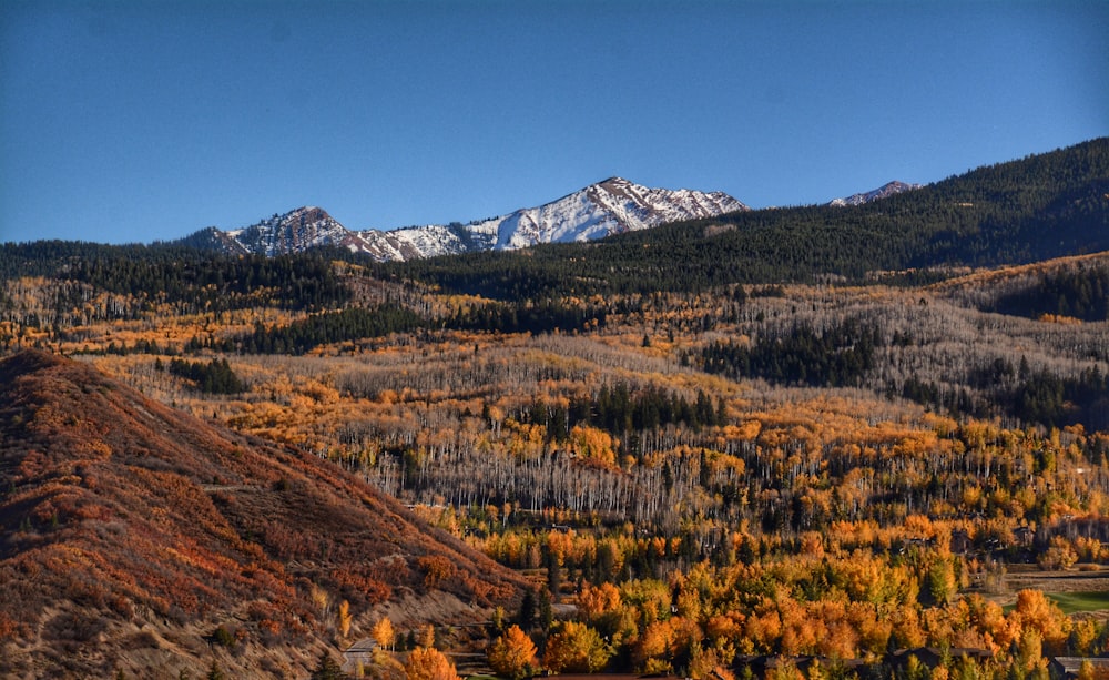 green and brown trees near mountain under blue sky during daytime