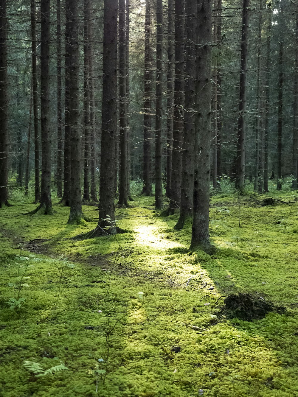 green grass field with trees