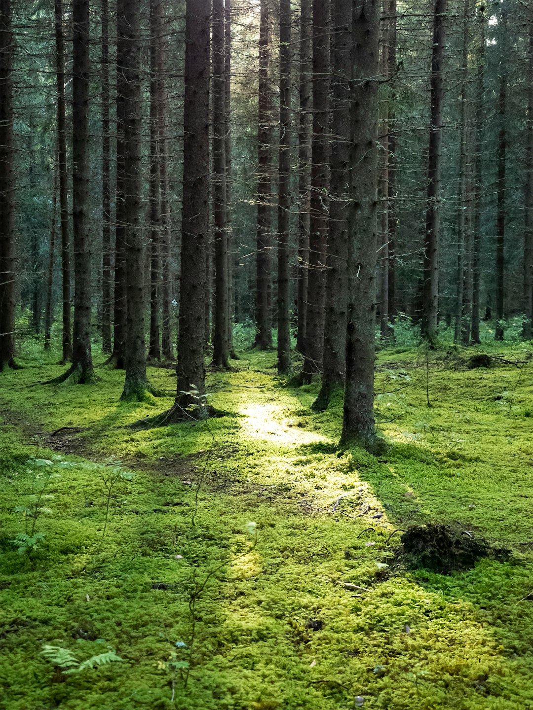 travelers stories about Forest in Tampere, Finland