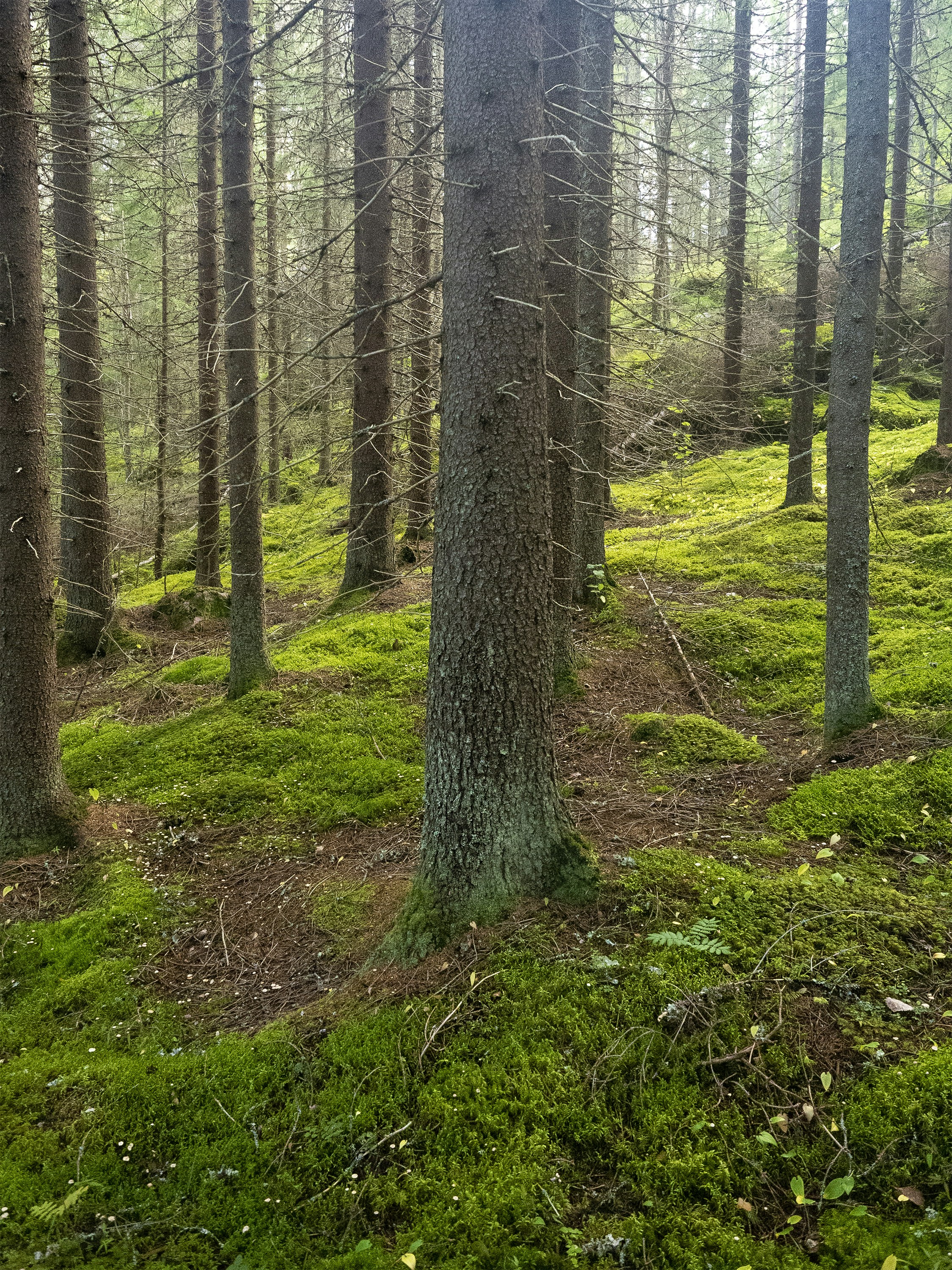 Photo by sinitiainen