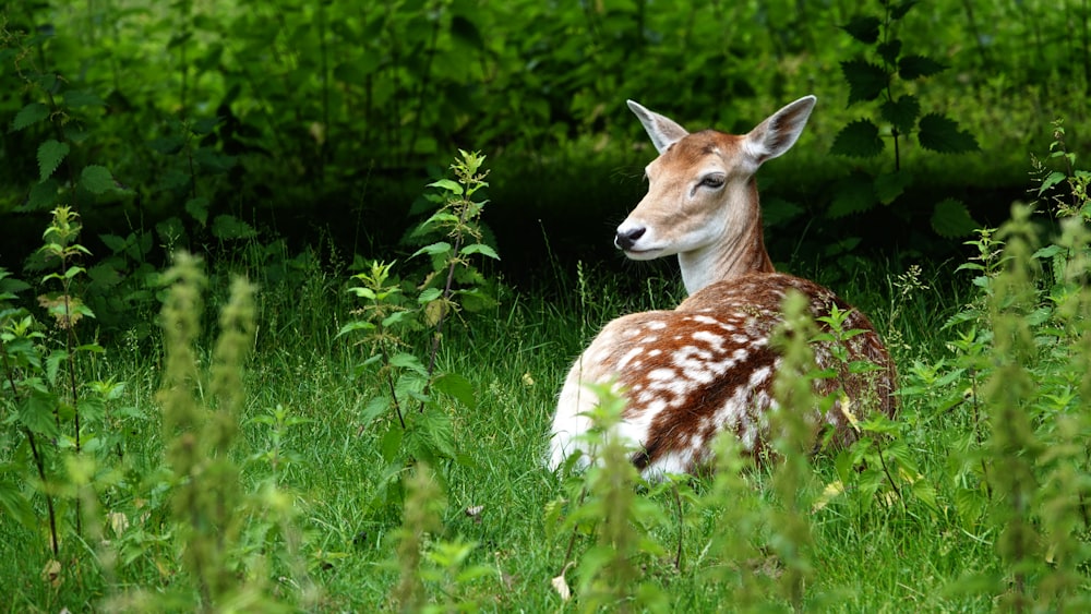 brown and white giraffe on green grass during daytime