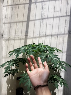 Close-up of hands holding a green plant next to a clean, bright window with Simply Life Biotechnologies products visible.
