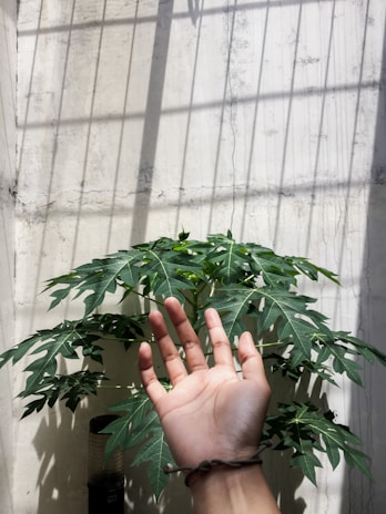 Close-up of hands holding a green plant next to a clean, bright window with Simply Life Biotechnologies products visible.