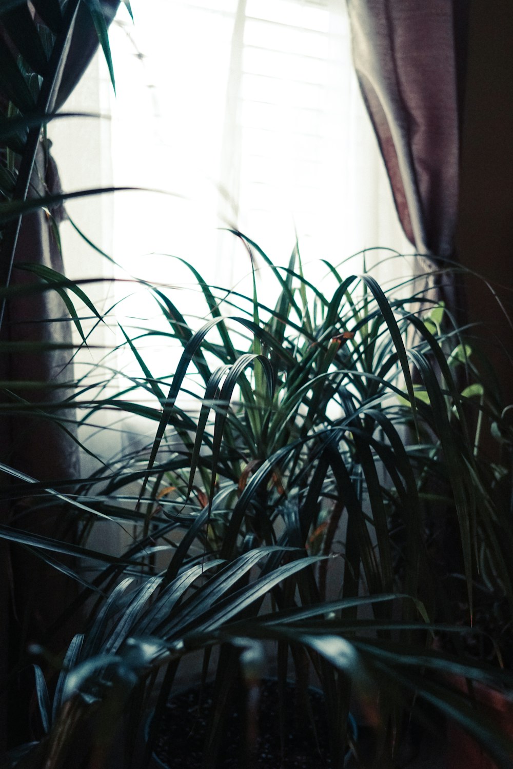 Foto planta verde cerca de la cortina de la ventana blanca – Imagen Planta  gratis en Unsplash