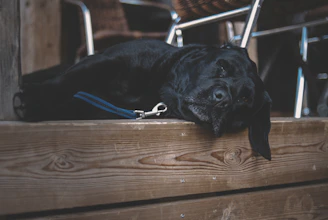 Matching leash and collar set laid out on a rustic wooden table