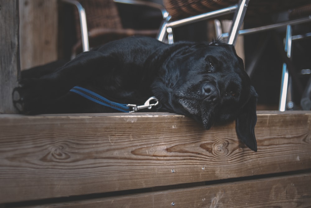 black labrador retriever lying on brown wooden floor