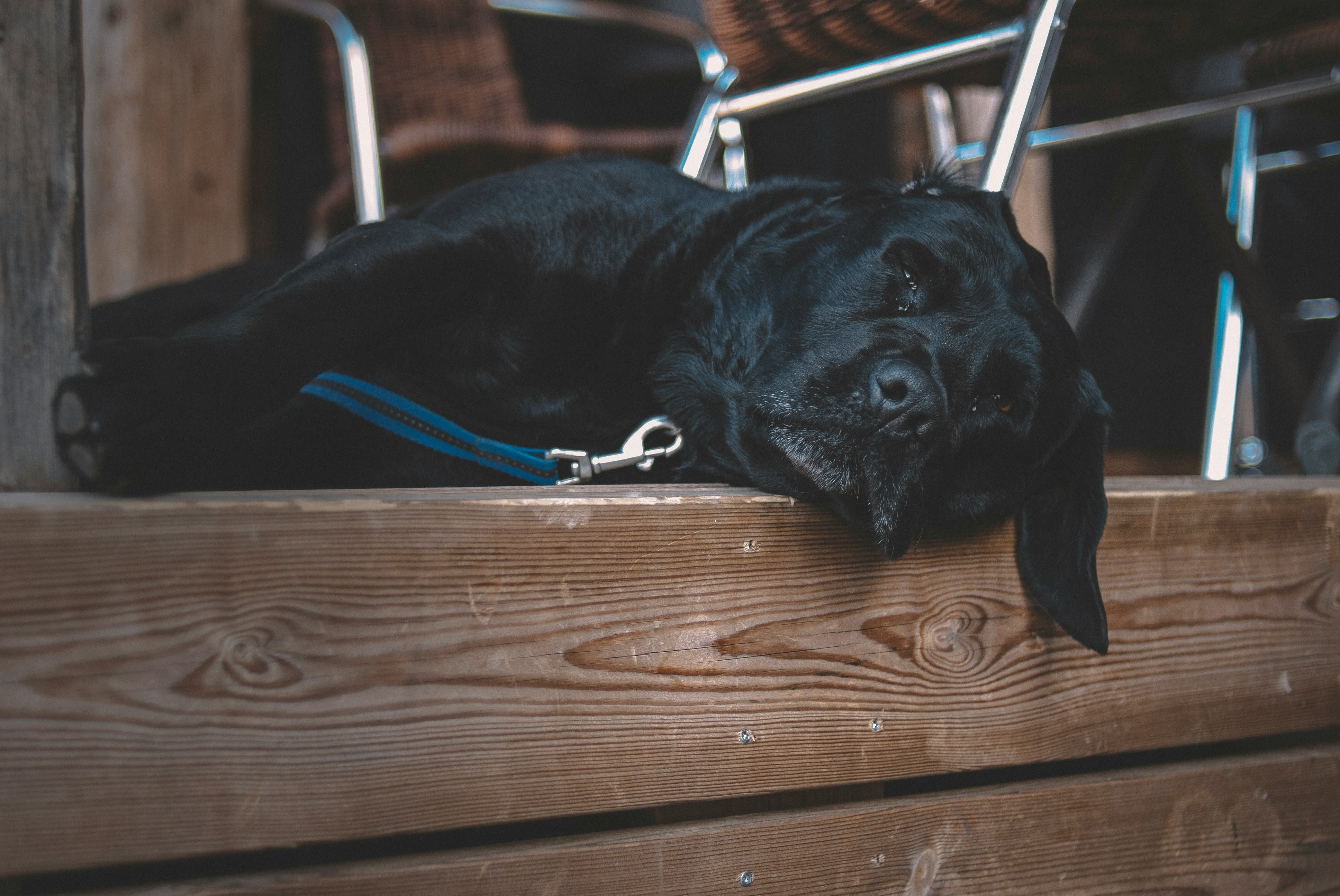 black labrador retriever lying on brown wooden floor