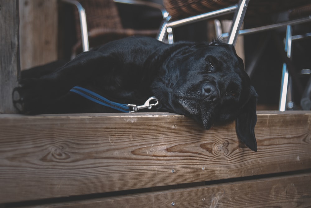 Labrador Retriever nero sdraiato su un pavimento di legno marrone