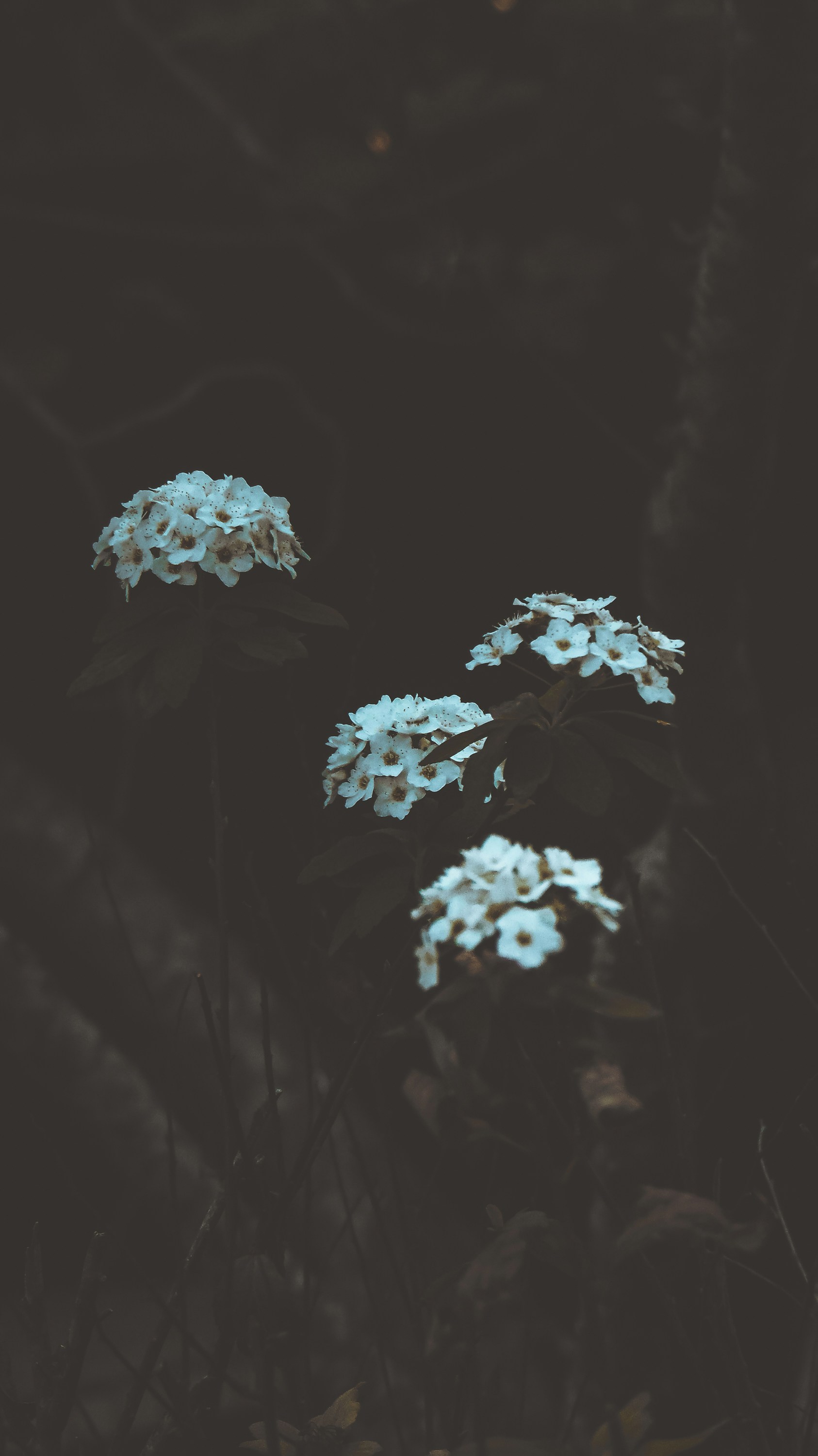 Photo by lucasvphotos