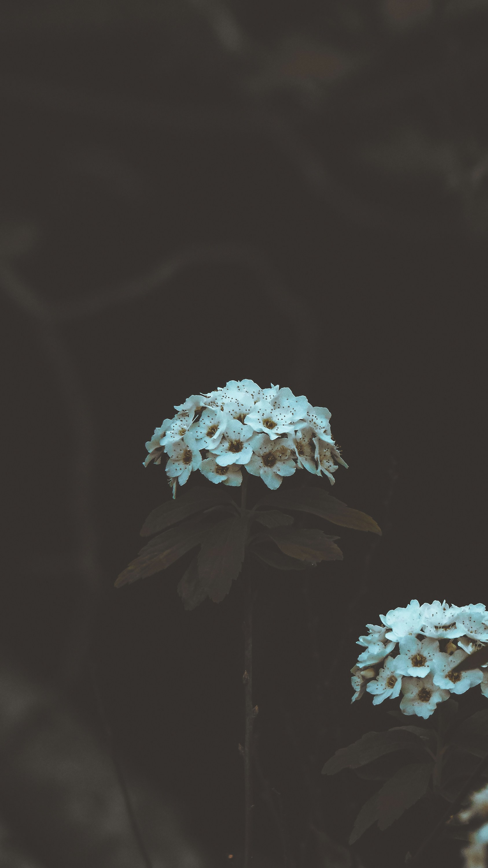 Photo by lucasvphotos