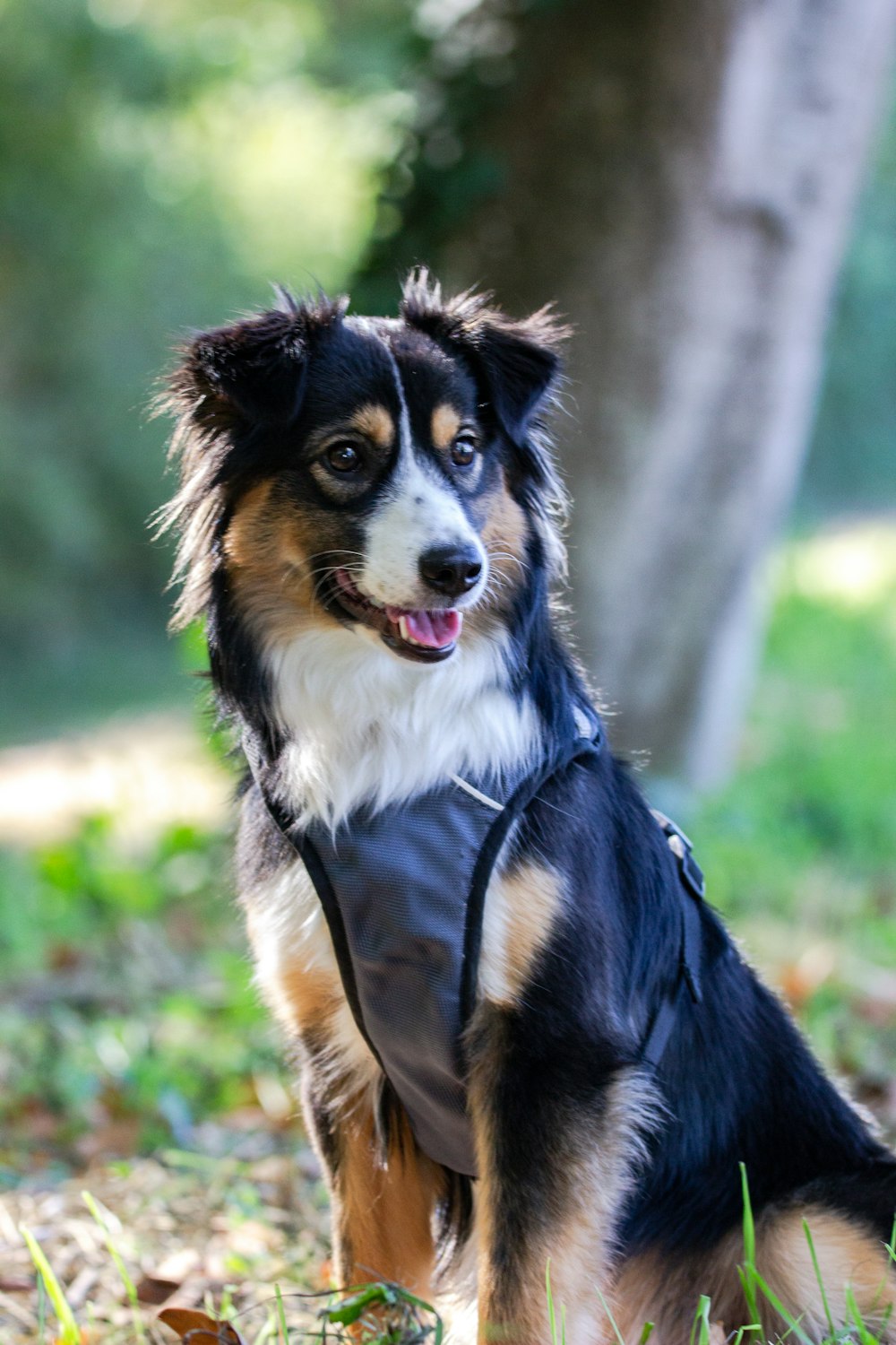 cão preto branco e marrom de pelagem longa na grama verde durante o dia